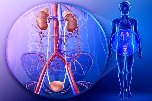 актуальные вопросы урологии. первичные эндоурологические навыки