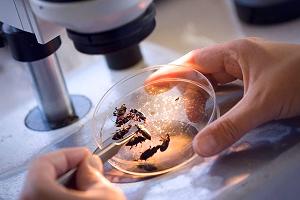 энтомология