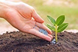 физиология растений