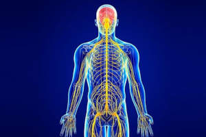 физиология центральной нервной системы