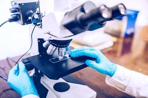 гистология