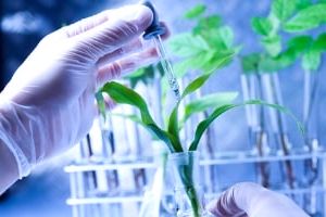 иммунитет растений