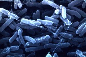 методика преподавания микробиологии в спо