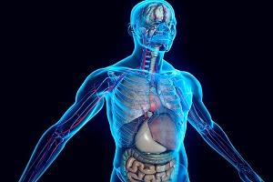 патологическая анатомия